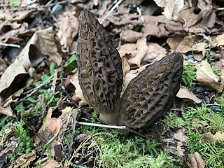 <span class="mw-page-title-main">Morchella eohespera</span> Species of fungus