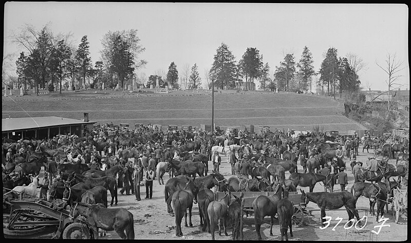 File:Mule Day 1939, Cemetery in background - NARA - 280379.jpg