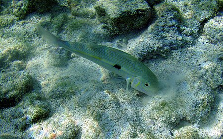 Mulloidichthys flavolineatus .jpg