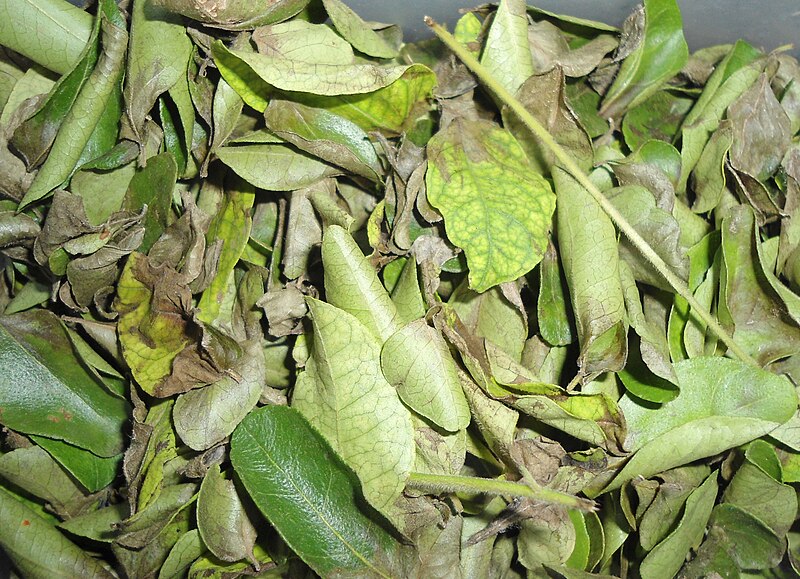 File:Murraya koenigii dried curry leaf.JPG