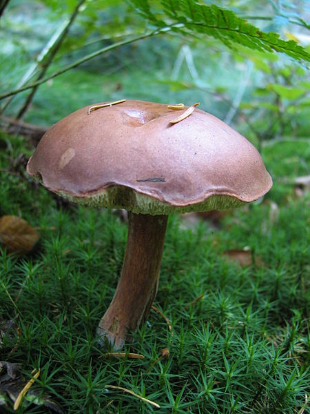 File:Mushroom IMG 3917.JPG
