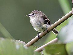 Description de l'image Myiophobus cryptoxanthus - Olive-chested Flycatcher (cropped).jpg.