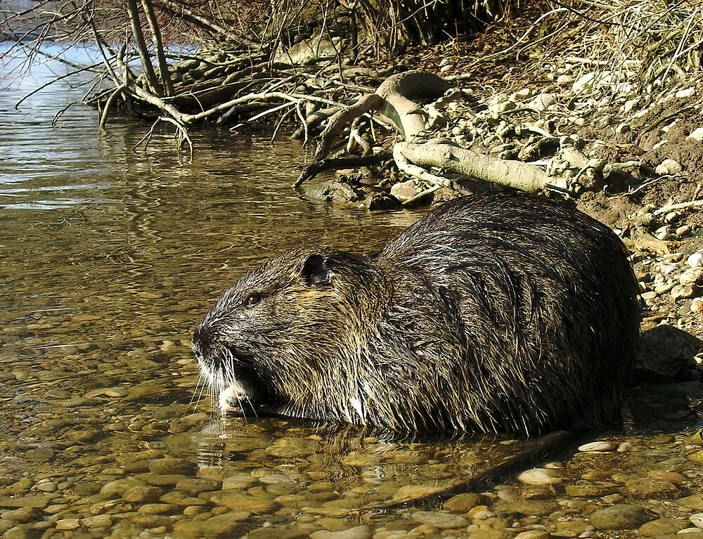 The average litter size of a Coypu is 5