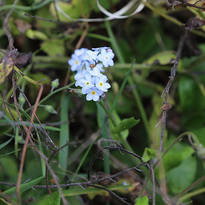 Myosotis azorica-IMG 8697.JPG