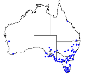 Phân bố các quần thể kiến nhảy ở Úc trên Atlas of Living Australia tháng 5 năm 2015.