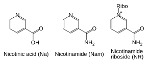 Salvage pathways use three precursors for NAD . NA, N and NR.svg