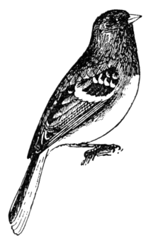 NSRW White-Winged Junco.png