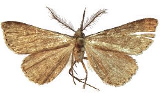 <i>Naarda pocstamasi</i> Species of moth