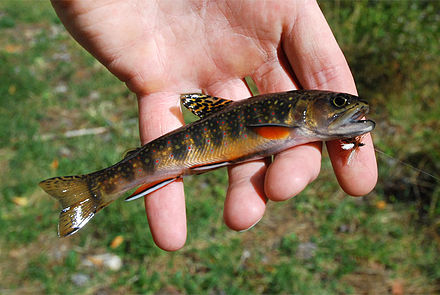 Native Appalachian brook trout