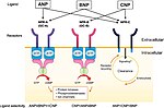 Thumbnail for Natriuretic peptide