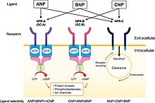 Natriuretic peptide-binding receptors and ligand selectivity. Natriuretic Peptides and Receptors.jpg