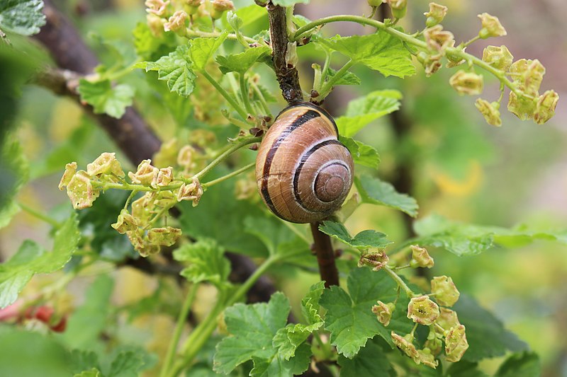 File:Natur in Aach Ba-Wü Eveline Kladov 05.jpg