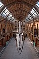 * Nomination Central hall with blue whale skeleton of the Natural History Museum London --Julian Herzog 12:09, 7 October 2023 (UTC) * Promotion Good quality -- Spurzem 16:35, 11 October 2023 (UTC)