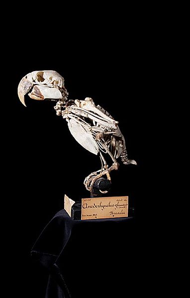 File:Naturalis Biodiversity Center - RMNH.AVES.110114 - Anodorhynchus glaucus (Vieillot, 1816) - Glaucous Macaw - specimen - lateral view.jpeg