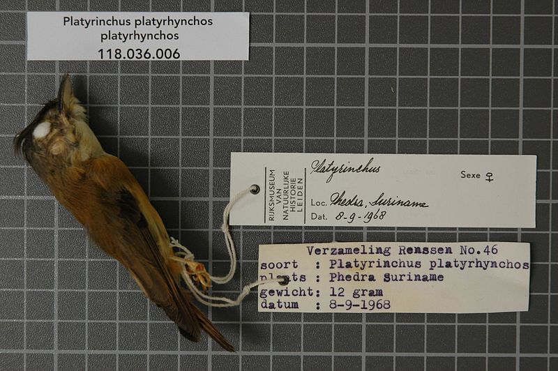 File:Naturalis Biodiversity Center - RMNH.AVES.54461 1 - Platyrinchus platyrhynchos platyrhynchos (Gmelin, 1788) - Tyrannidae - bird skin specimen.jpeg