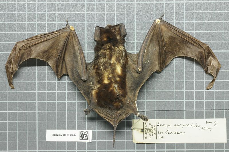 File:Naturalis Biodiversity Center - RMNH.MAM.12910.b dor - Eumops auripendulus auripendulus - skin.jpeg