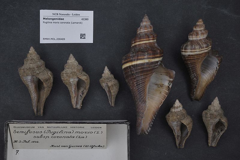 File:Naturalis Biodiversity Center - RMNH.MOL.208489 - Pugilina morio coronata (Lamarck) - Melongenidae - Mollusc shell.jpeg