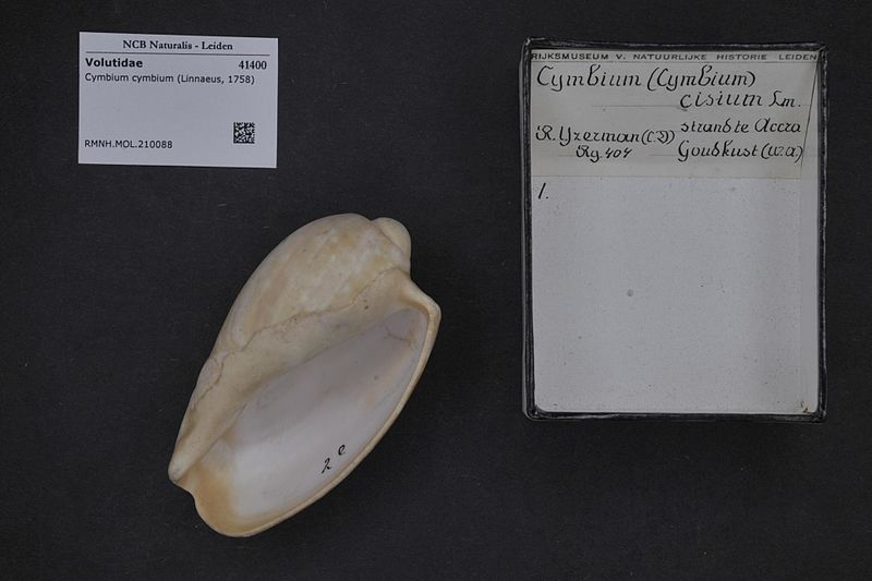 File:Naturalis Biodiversity Center - RMNH.MOL.210088 - Cymbium cymbium (Linnaeus, 1758) - Volutidae - Mollusc shell.jpeg