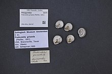 Naturalis Biodiversity Center - ZMA.MOLL.394787 - Praticolella griseola (Pfeiffer, 1841) - Polygyridae - Mollusc shell.jpeg