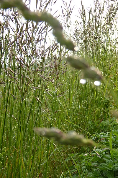 File:Naturschutz-Gebiet Taubergießen, Regentropfen.jpg