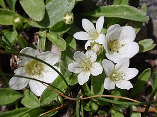 <i>Nemophila spatulata</i> Species of flowering plant