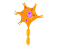 Neuron - Nerve Cell 04.png