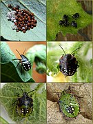 Instar sequence