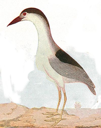 Night heron illustration