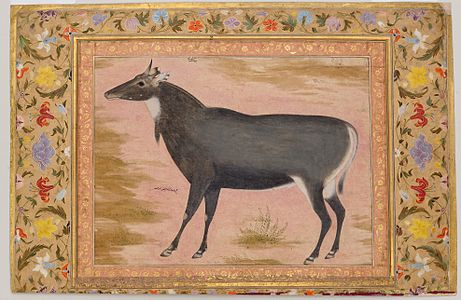 Ustad Mansur, Antilope Nilgaut, vers 1620. Miniature moghole, aquarelle opaque, 18 × 24 cm. Règne de Jahangir (1605–27), album de Shah Jahan. New york, Metropolitan Museum of Art.