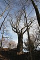 Čeština: Dub letní, (Quercus robur), památný strom č. 103183 dle AOPK na zahradě mateřské školy v Nových Hradech, okres České Budějovice. English: Oak tree (Quercus robur), famous tree in Nové Hrady, České Budějovice District, South Bohemian Region, Czechia.