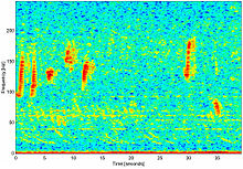 Spectrogram of a right whale "upcall" recorded in the SE Bering Sea, Sue Moore, NMFS National Marine Mammal Laboratory (help in interpreting spectrograms) Nprighwhaleupcall-suemoore.jpg