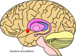 Thumbnail for Nucleus accumbens