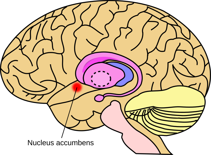 File:Nucleus accumbens.svg