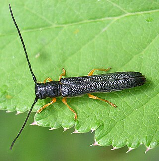 <i>Oberea linearis</i> Species of beetle