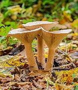 Ockerbraune Trichterlinge (Infundibulicybe gibba)-20191017-RM-155028.jpg