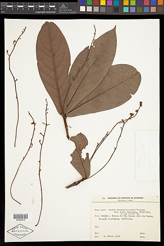 <i>Ocotea basicordatifolia</i> Species of tree
