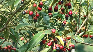 <i>Ocotea puberula</i> Species of plant