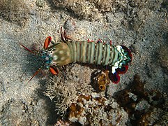 Squille multicolore ou crevette-mante paon (Odontodactylus scyllarus)