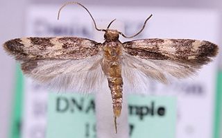 <i>Oegoconia</i> Genus of moths