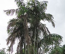 Oenocarpus mapora (29575745366).jpg