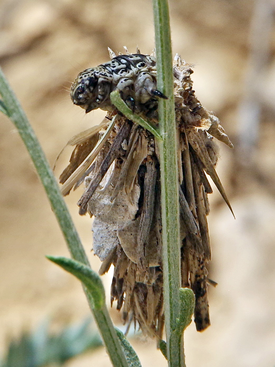 Гусеница Oiketicoides lutea