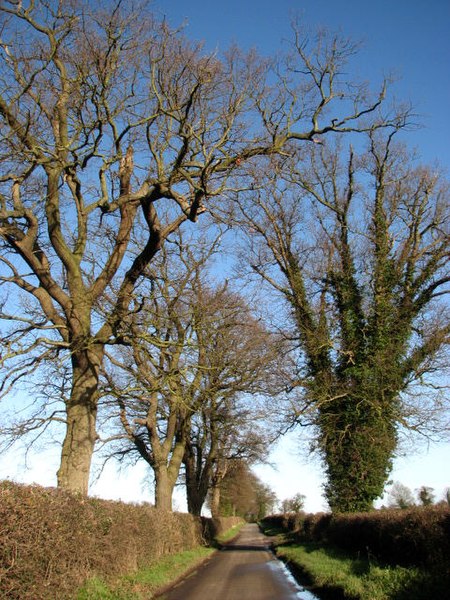 File:Old trees line the road to Ingworth - geograph.org.uk - 653355.jpg