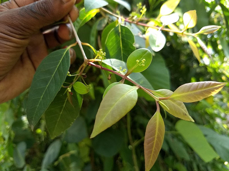 File:Olea dioica-Rose Sandalwood 6.jpg