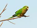 Olive-throated Parakeet - Flickr - treegrow (1).jpg