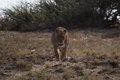 Lion, Namibia