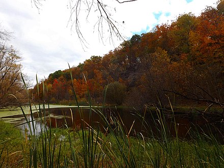 The Onondaga Escarpment runs through Clarence in a roughly east-to-west direction; outcroppings of flint like those seen here were used by the local Indians to make arrowheads and were quarried by early townspeople. This photo was taken at the Escarpment Sanctuary, which is described later on in this article.