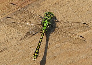 <i>Ophiogomphus cecilia</i> Species of dragonfly