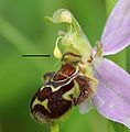 Pollinio di Ophrys apifera