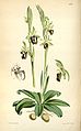 Ophrys insectifera (as syn. Ophrys insectifera var. aranifera) plate 5712 in: Curtis's Bot. Magazine (Orchidaceae), vol. 94, (1868)