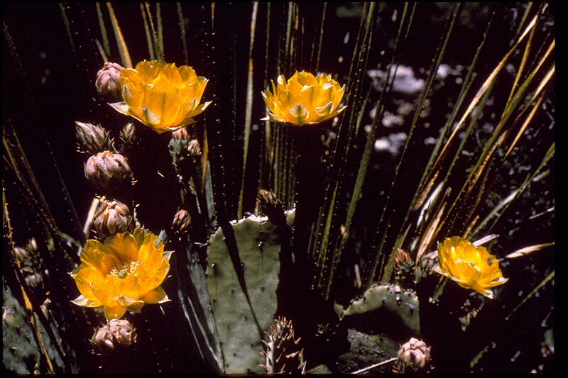 File:Opuntia engelmannii - Guadalupe Mountains National Park GUMO3341.jpg